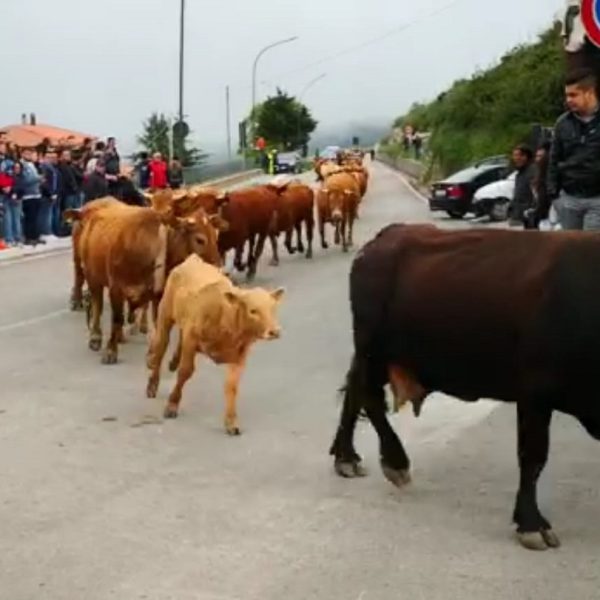 Parte dalla Sicilia il 13 ottobre la nuova mobilitazione degli allevatori