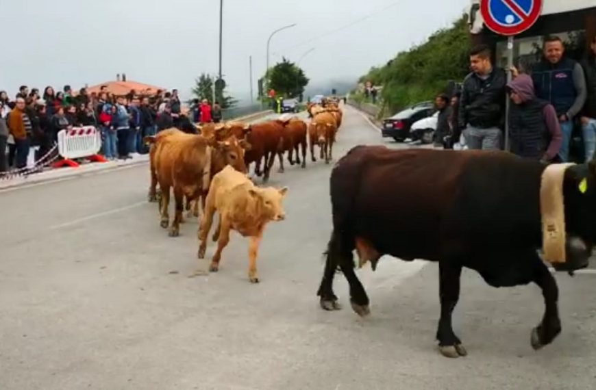 Parte dalla Sicilia il 13 ottobre la nuova mobilitazione degli allevatori