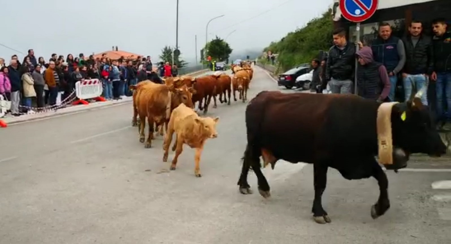 Transumanza-geraci-4