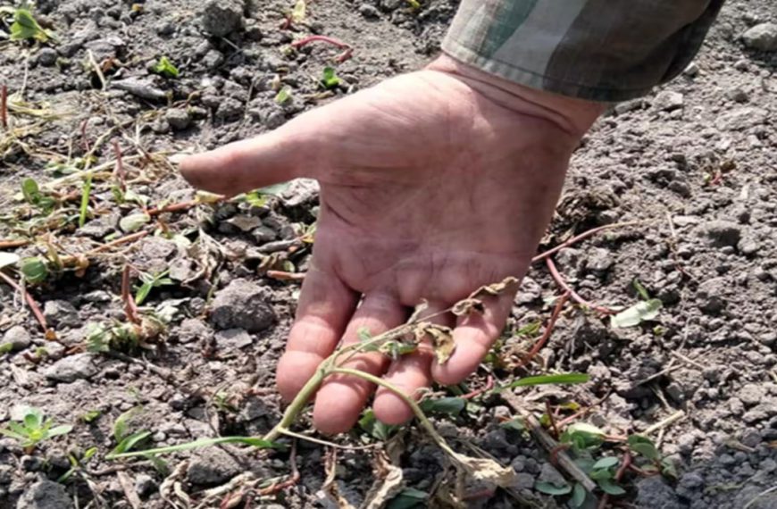 Altragricoltura, Sifus, il Coordinamento Agroecologia e Le Partite Iva Italia intervengono sulla crisi idrica in Sicilia